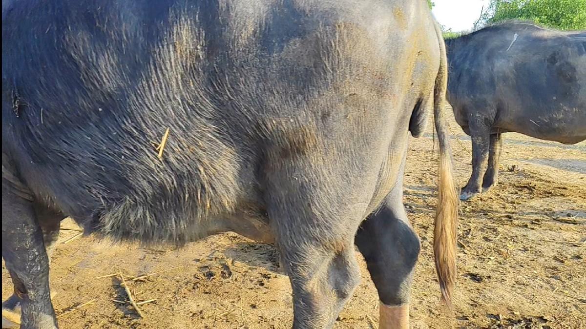 થંબનેલ 3