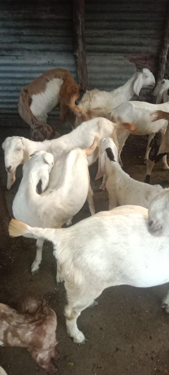 આ.બકરીયુ.દેવાનીછે