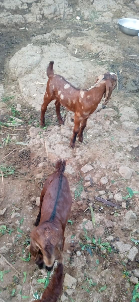 5 બોકડા 2 મય નાના