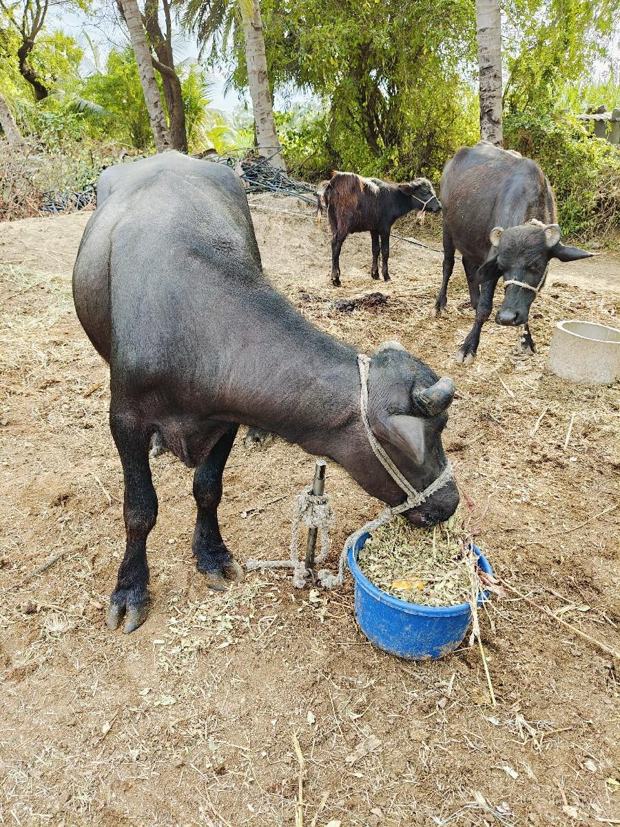 થંબનેલ 2