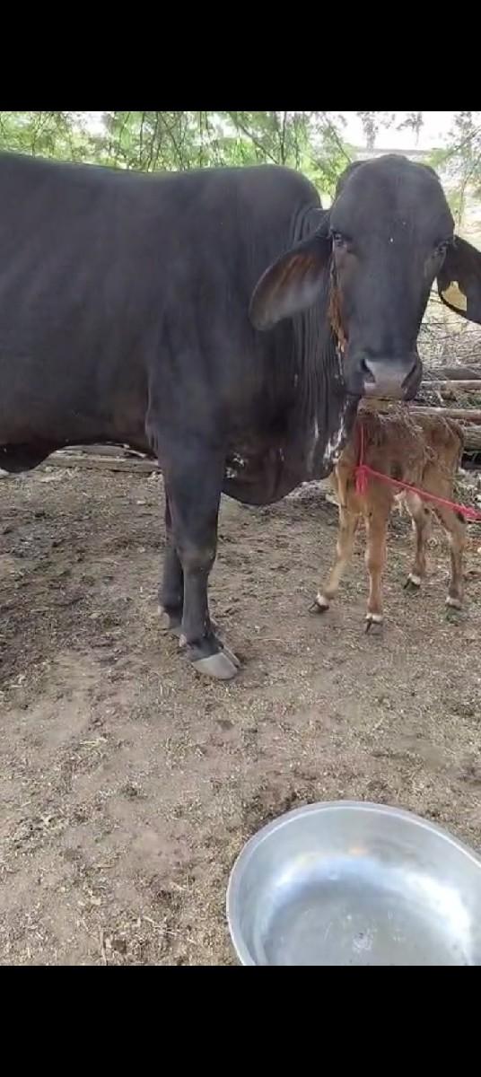 સારી ગાય છે