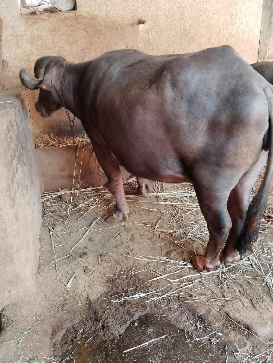 થંબનેલ 3