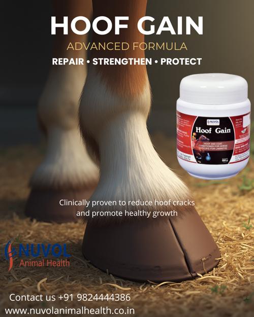 હૂફ ગેઈન પાવડર
Hoof Gain Powder