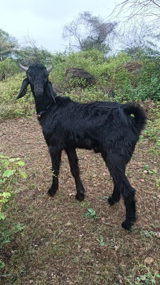 થંબનેલ 2