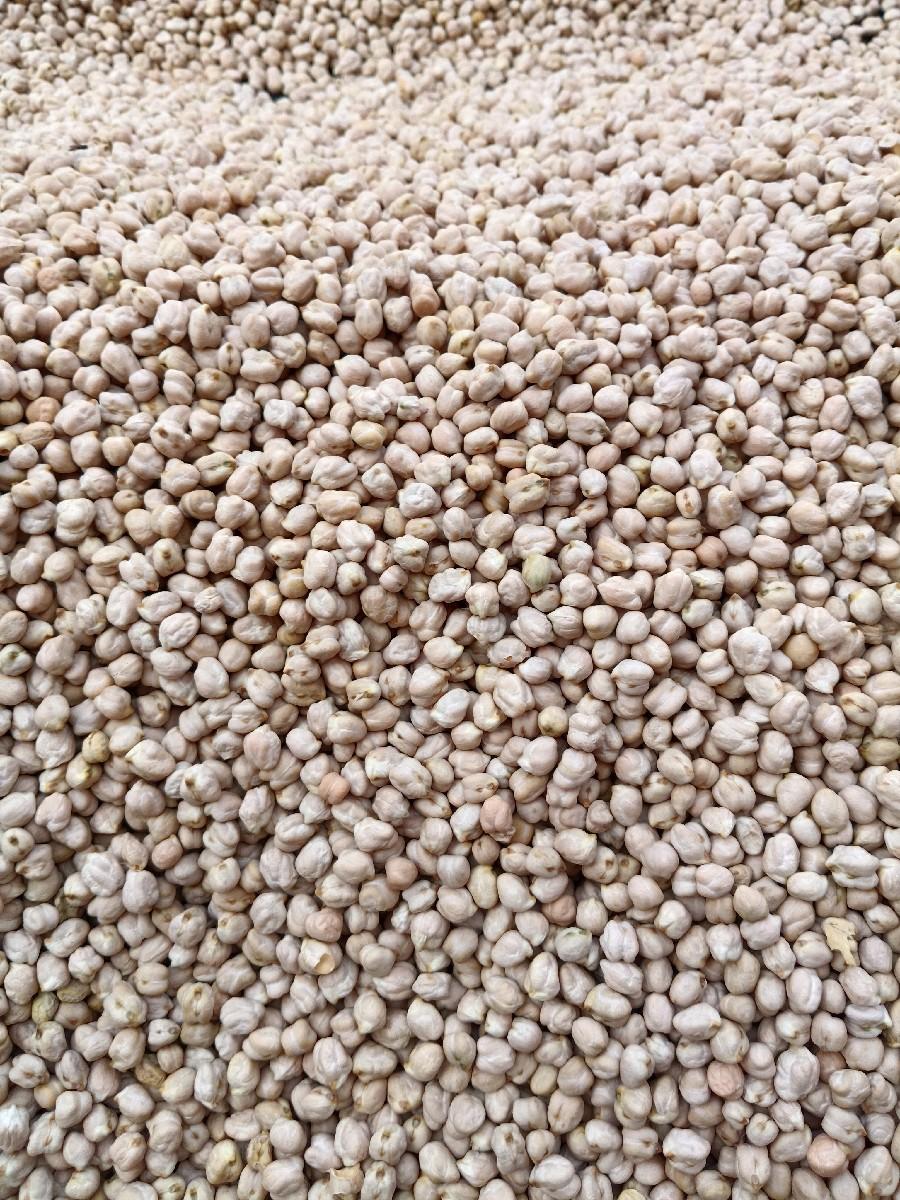 કાબુલી ચણા B1 મોટો