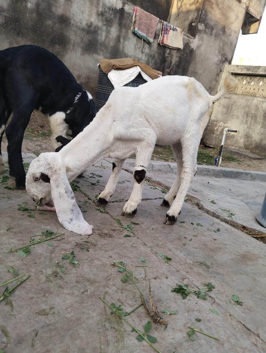 હૈદરાબાદી બકરી ગુલાબી