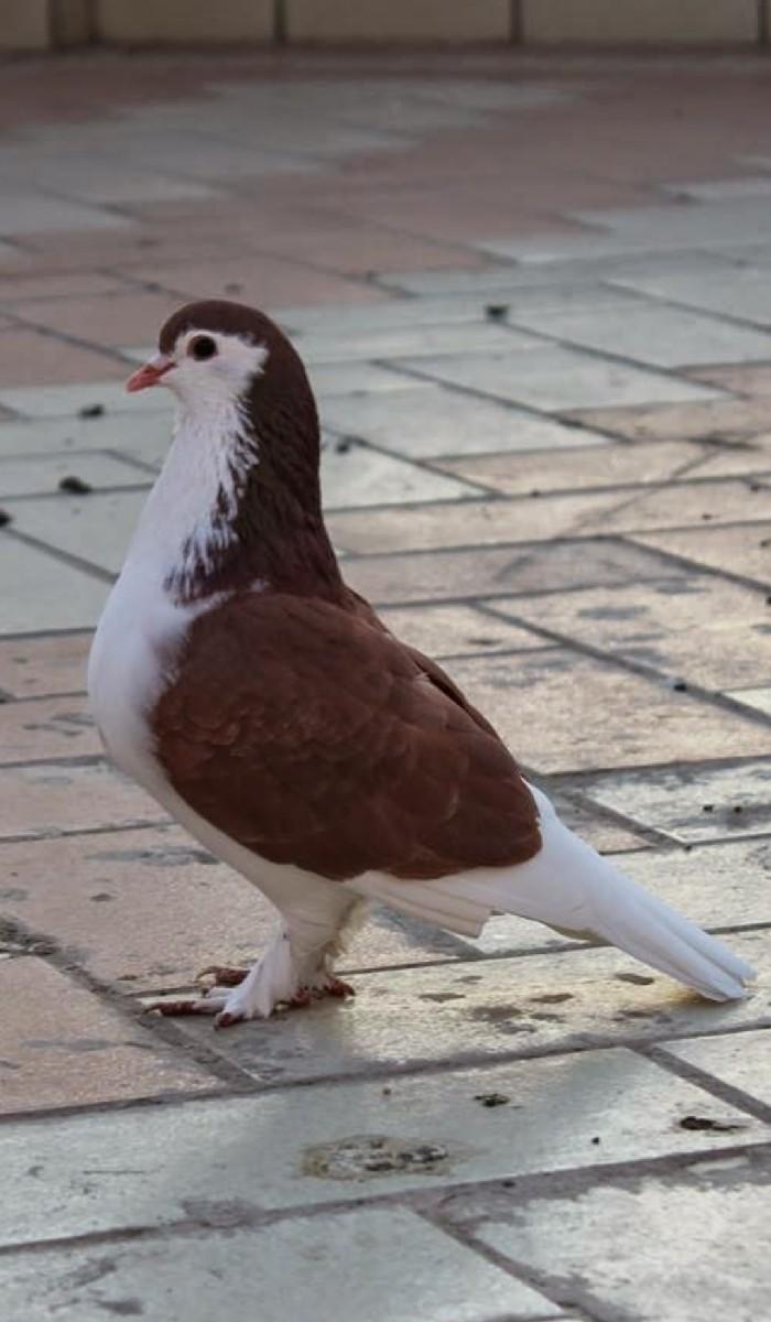 કબૂતર વેચવાના સે