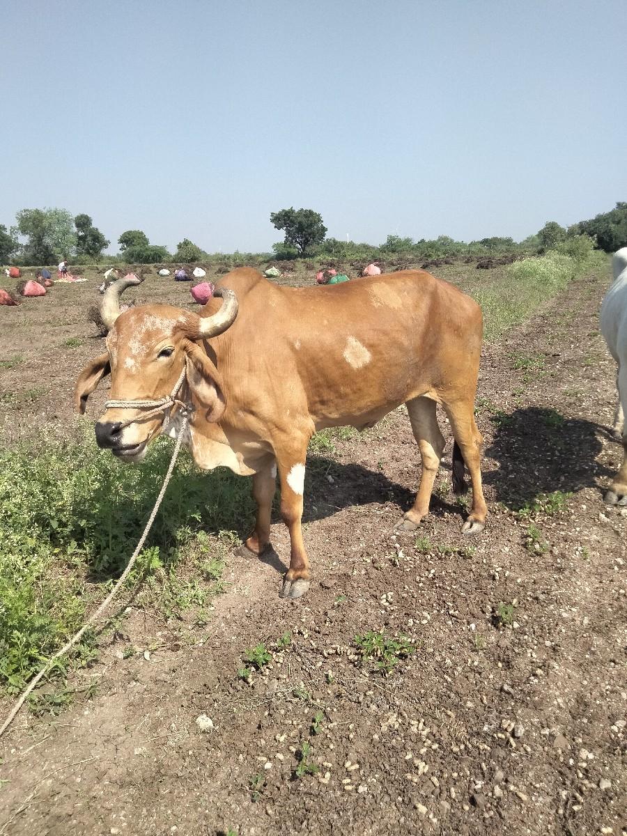 બે વાવણી કાઢેલો ઢાંઢો વેચવાનો છે