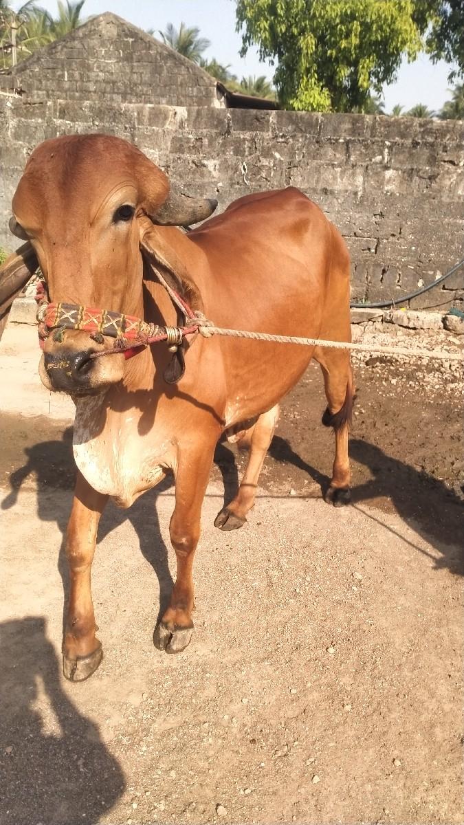 બળદ વેચવાનો છે
