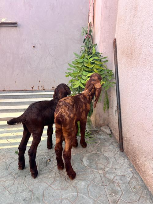 थंबनेल 3