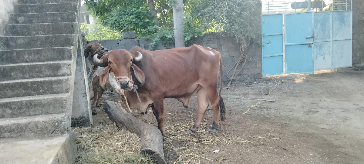 ગોધલા બળદ વેંચવા ના છે
