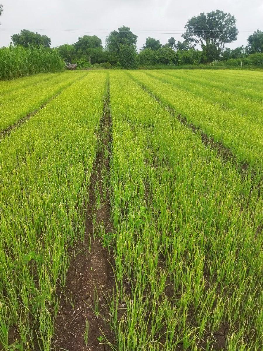 ડુંગરી રોપ