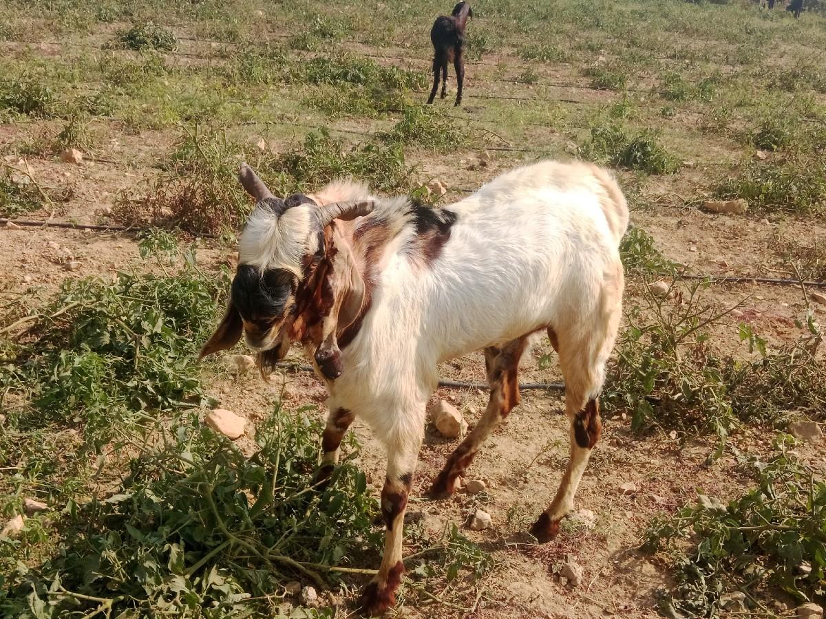 બોકળો વેચવાનો છે