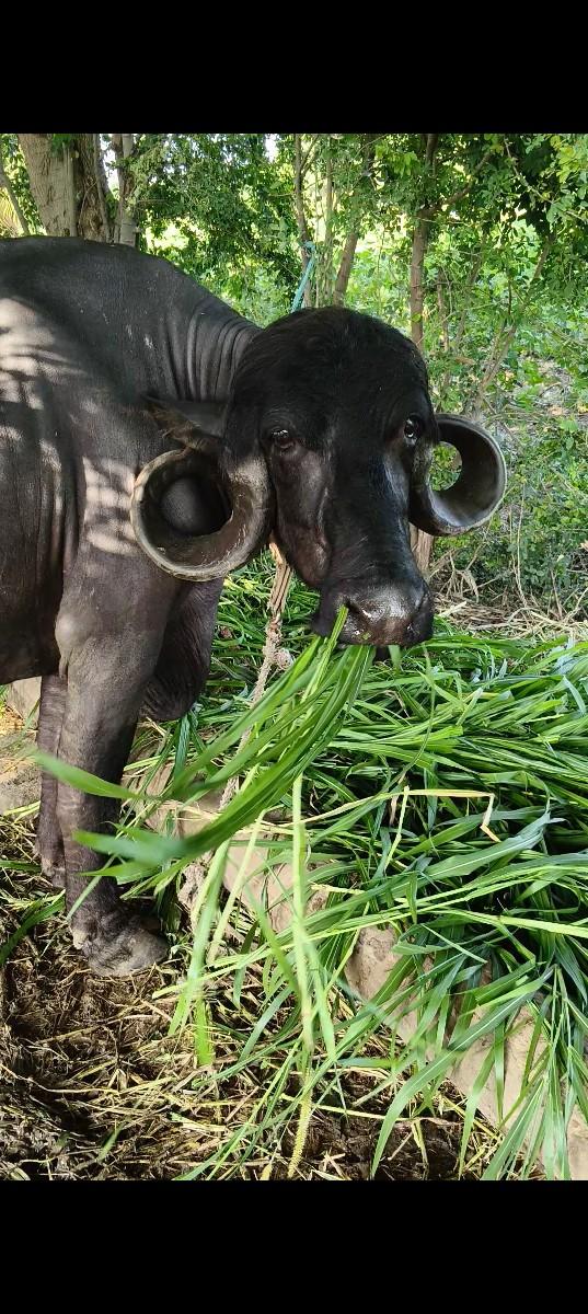 જાફરાબાદી ભેંસ