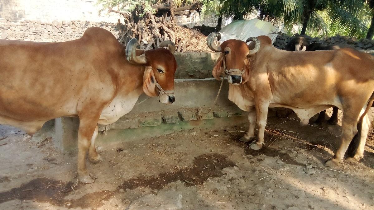 બળદ વેચવાના છે