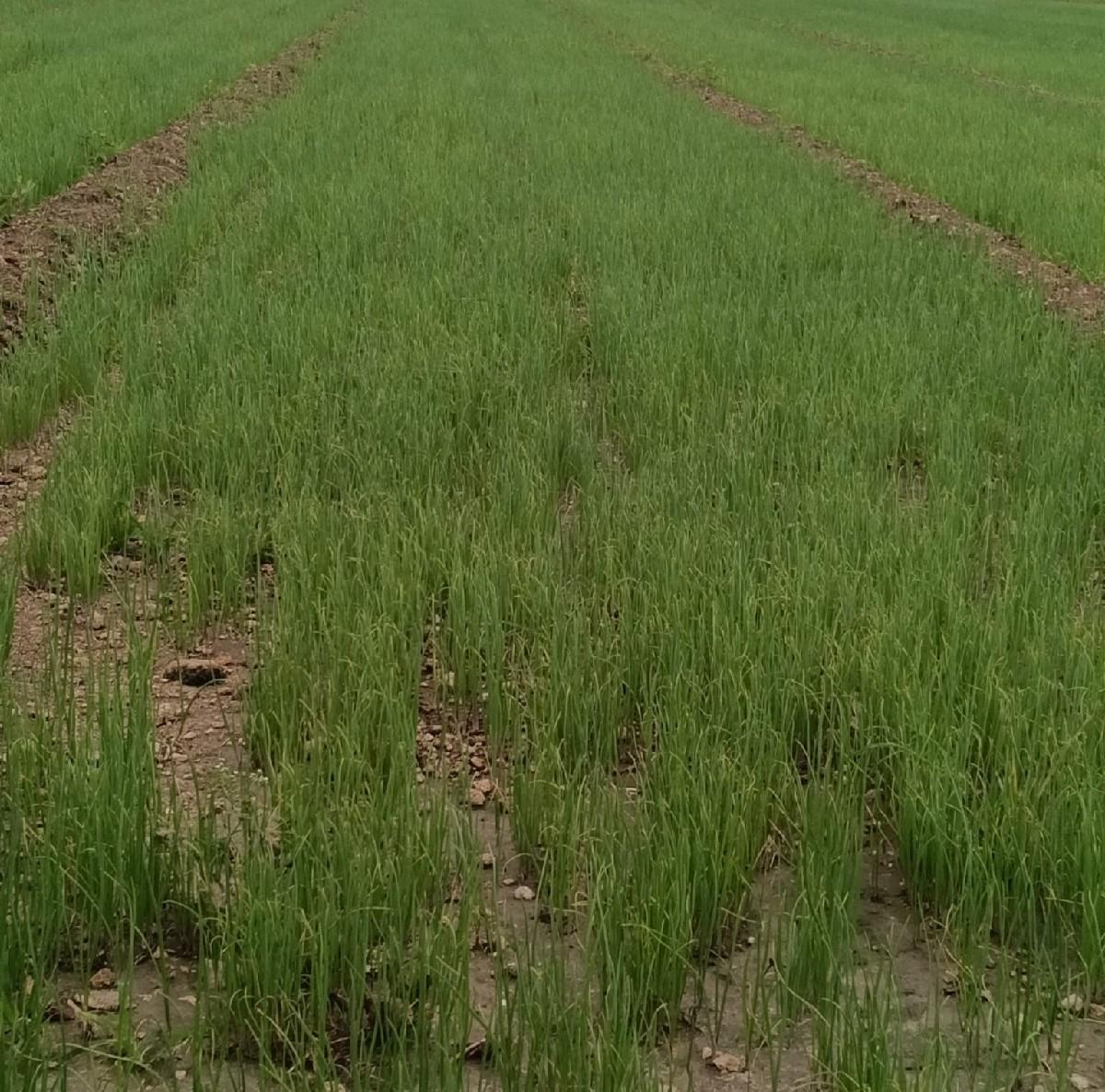 રોજપતી ડુંગળી