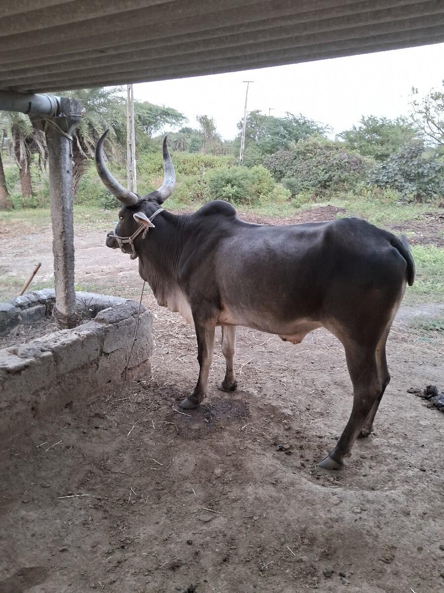 थंबनेल 3