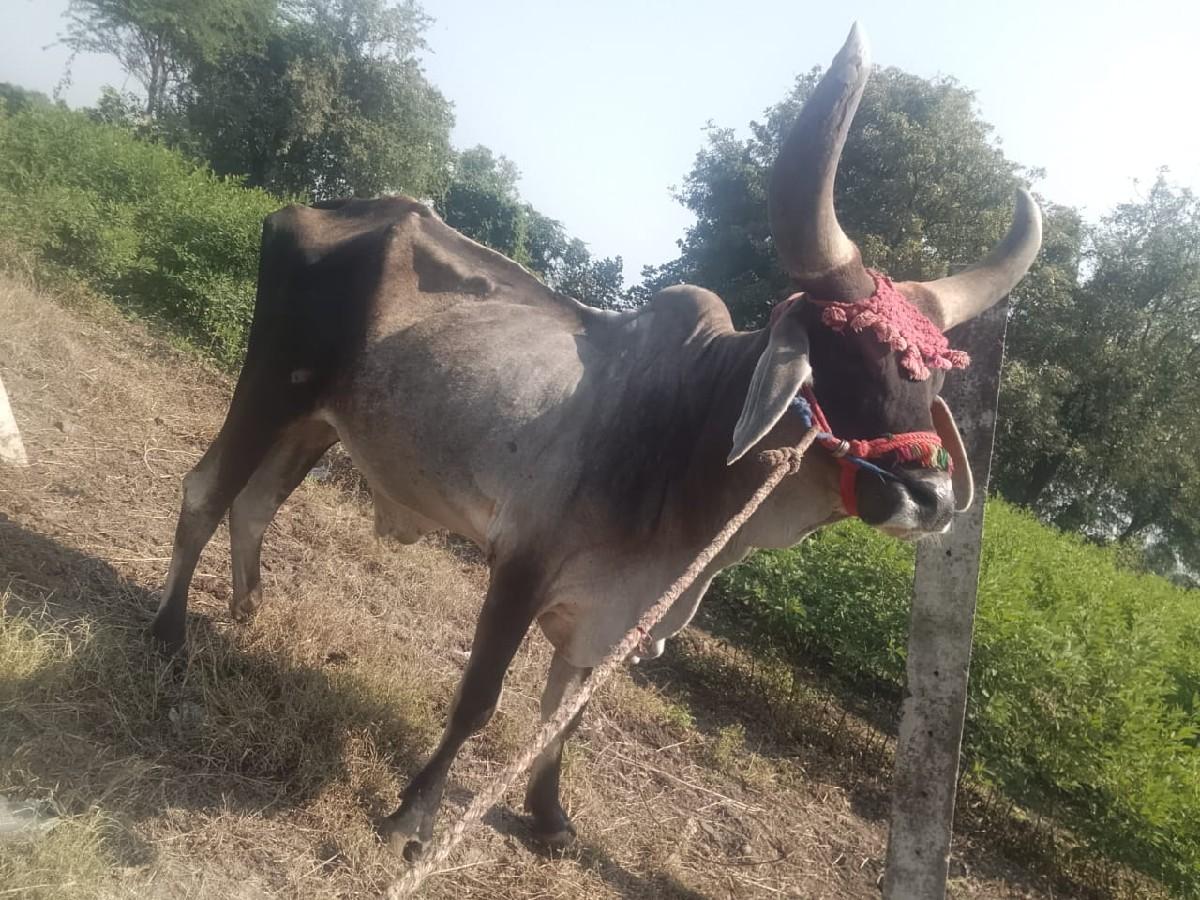 11000 રૂપિયા થાય