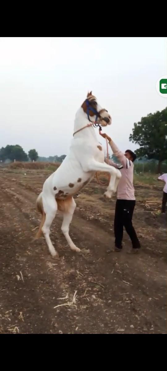 લાલ મૂંડી ઘોડી