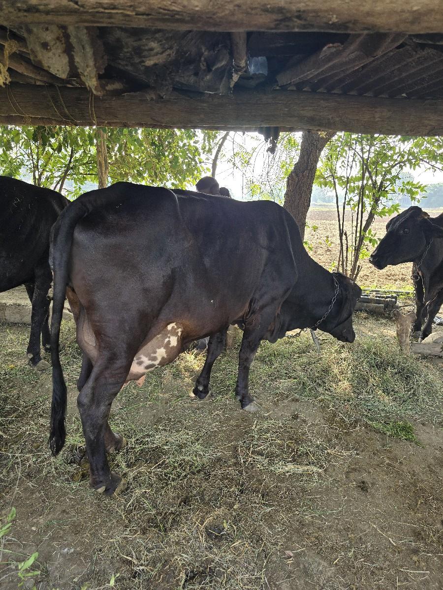 થંબનેલ 3