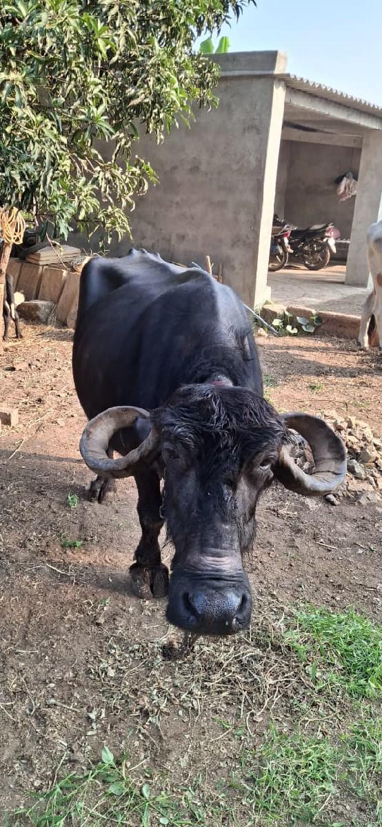 ભેંસ વેચવાની છે.