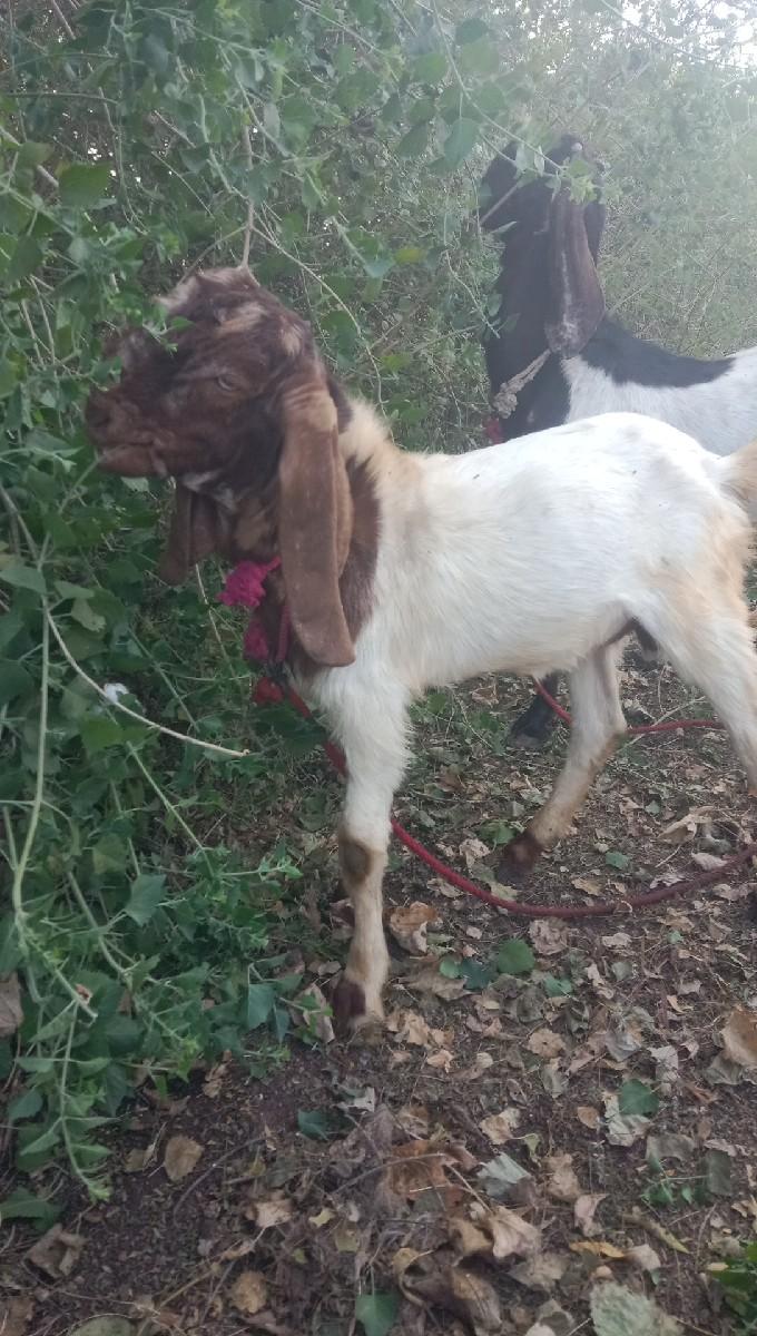 थंबनेल 3