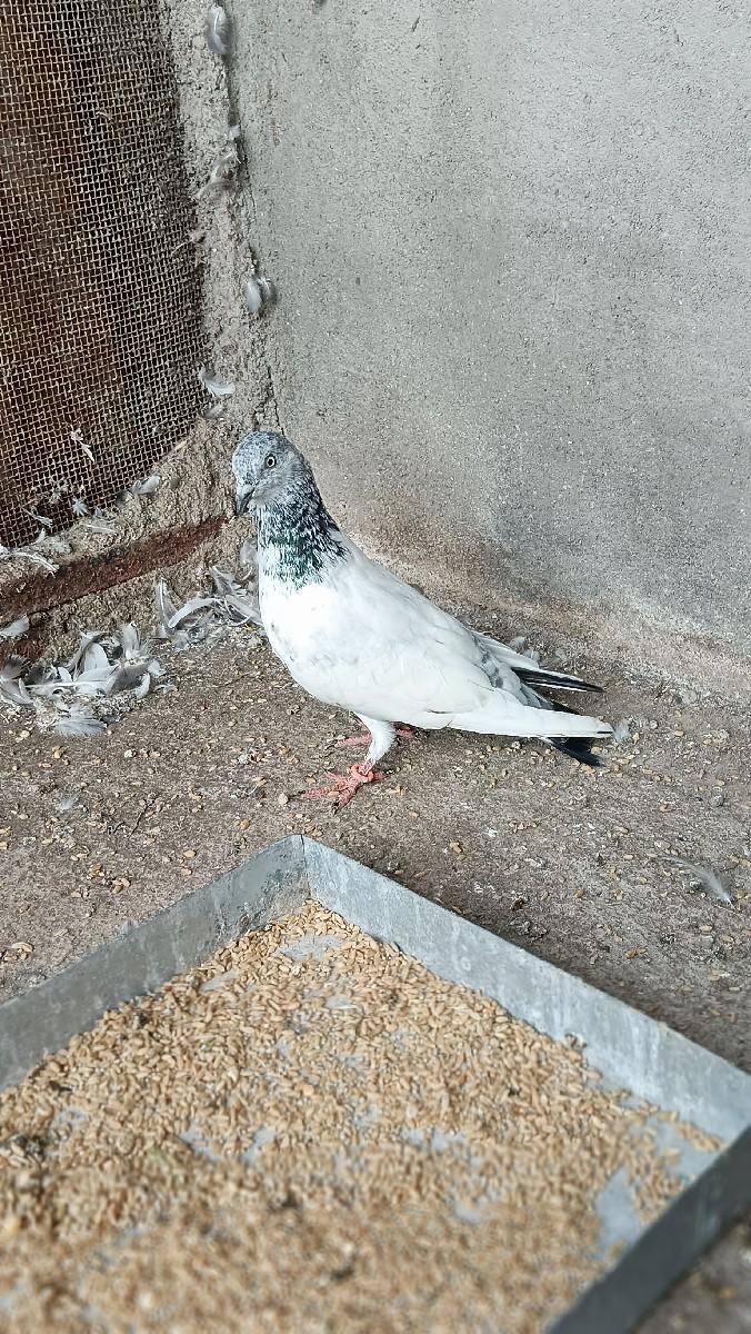 થંબનેલ 3