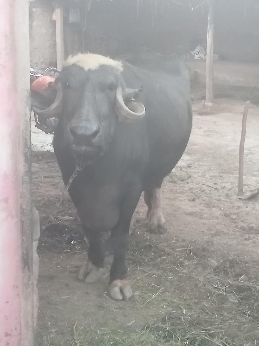 થંબનેલ 3