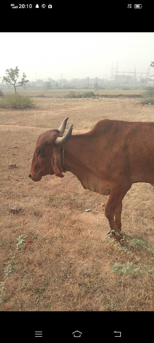 થંબનેલ 2