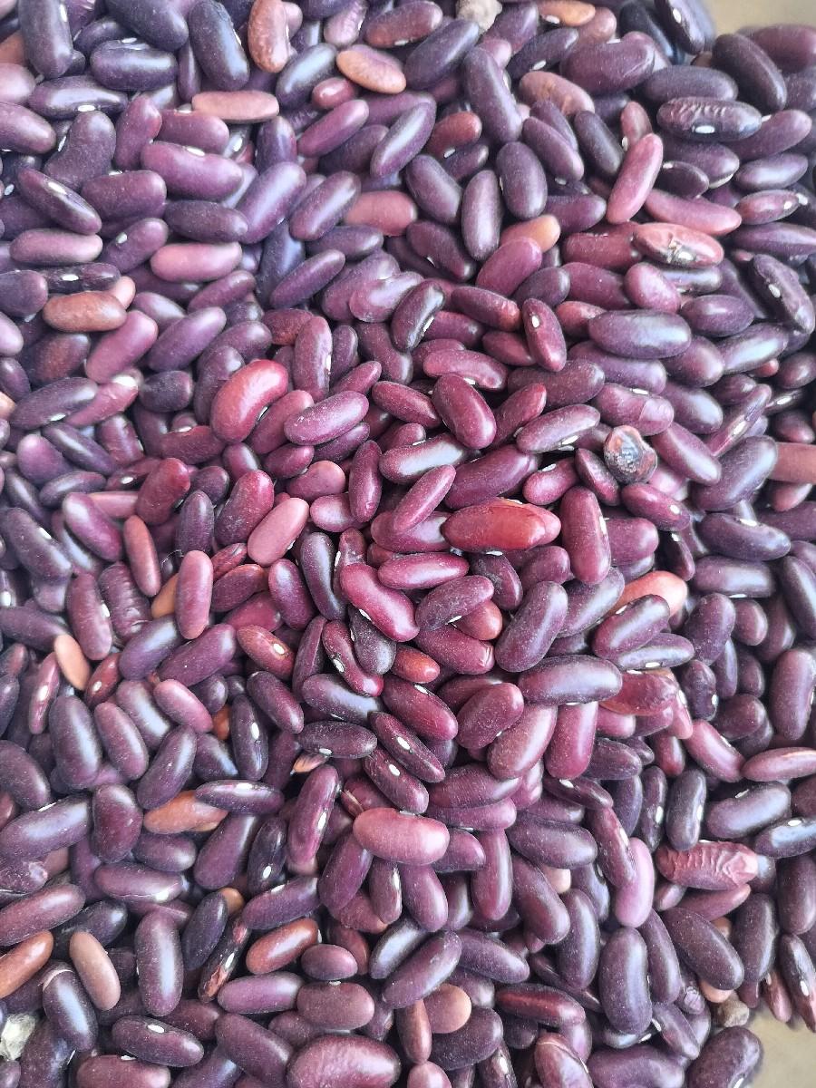 રાજમા નું બિયારણ