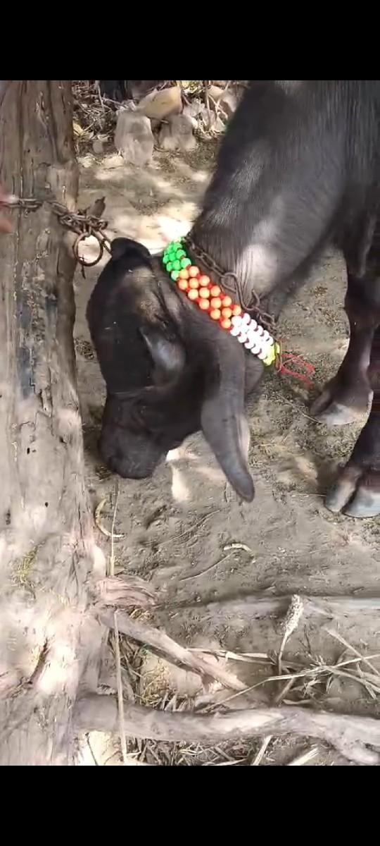 પાડો વેચવાનો છે