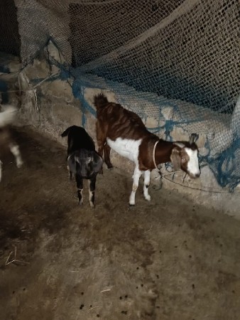 थंबनेल 2