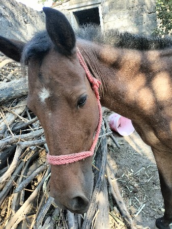 15000 mein kudi bechwani