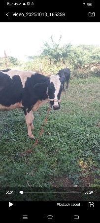 એચએફ જર્સી