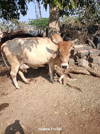 ગાય વેચવાની છે