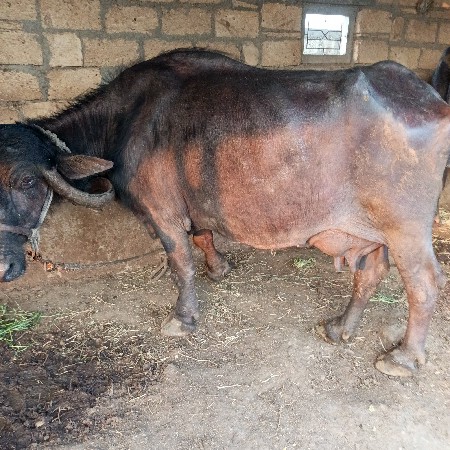 थंबनेल 2