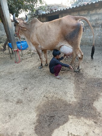 ગાય વેચવાની છે