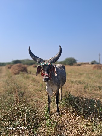 थंबनेल 2