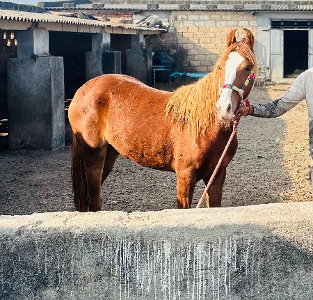 વચેરી વેચવાની છે
