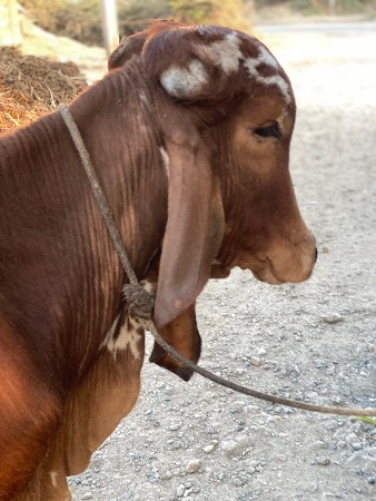 pyor gir gay no vachdo