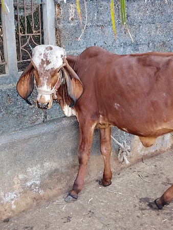 થંબનેલ 1