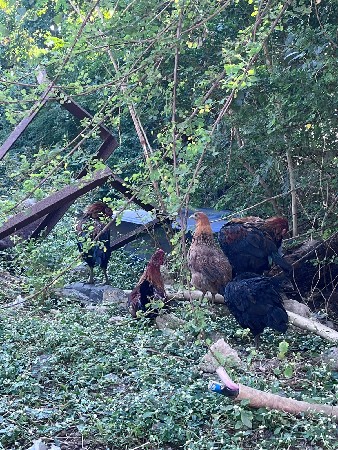 थंबनेल 3