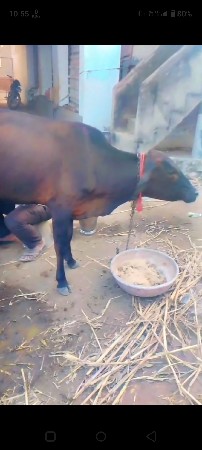 ગીર ક્રોસ