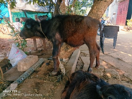 थंबनेल 1