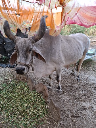 બળદ વેચવાના છે