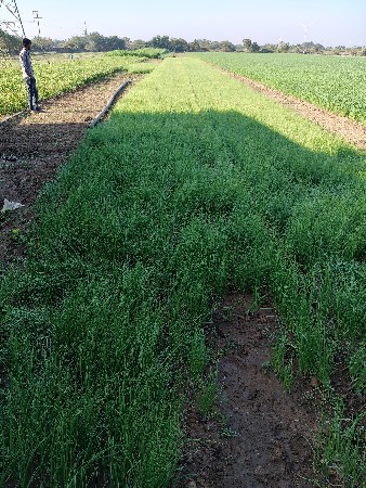 ડુંગળી નો  રોપ વેચવાનો છે