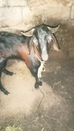 બકરો વેચવાનો છે