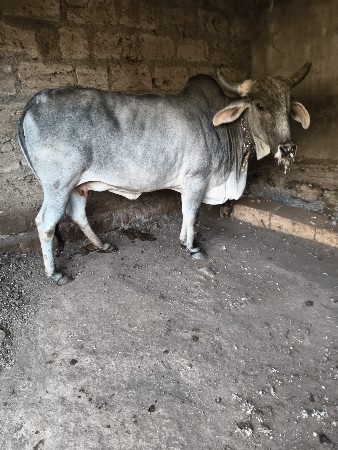 દેશી ગાય વેચવાની છે