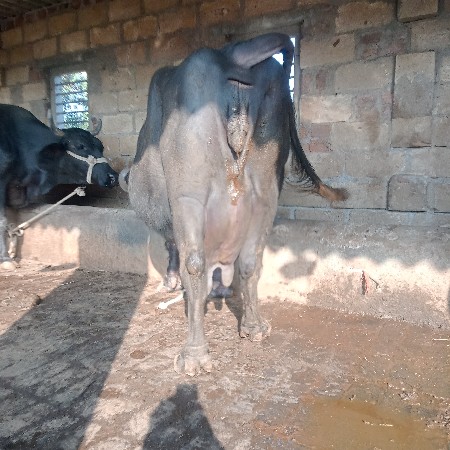 થંબનેલ 3