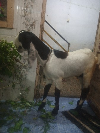 થંબનેલ 3